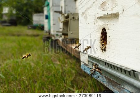 Bees Fly To The Hive And Carry Pollen One After The Other In Summer Days