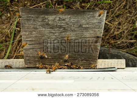 Bees Fly To The Hive And Carry Pollen One After The Other In Summer Days