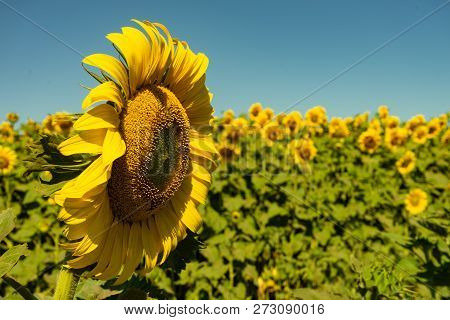 Prettiest Sunflowers Field With Cloudy Blue Sky. Closeup Of Sunflower On Farm. Rural Landscape.