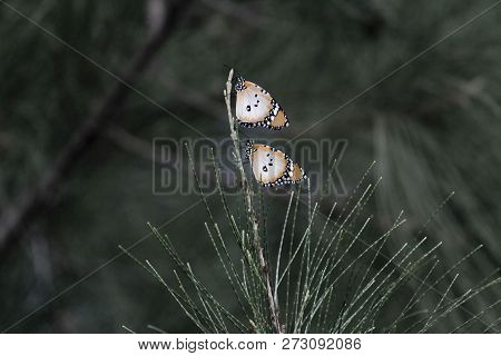Two Plain Tiger Butterflies (danaus Chrysippus)
