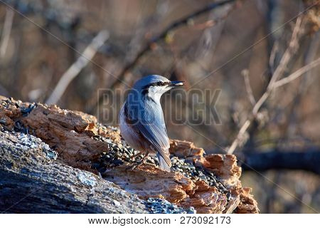 Eurasian Nuthatch (wood Nuthatch) Sits On A Dry Log With A Seed In Its Beak In A Forest Park In Late