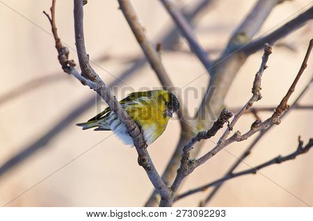 Siskin (spinus Spinus) Sits On A Branch Of A Wild Apple In The Morning In A Winter Forest Park.