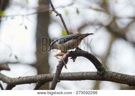 Eurasian Nuthatch (wood Nuthatch) Sits On A Branch In Hunting Pose In The Spring Forest Park.