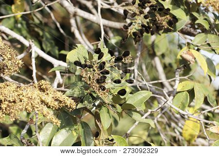 Fruits Of A Velvet Tamarind (dialium Guineense)