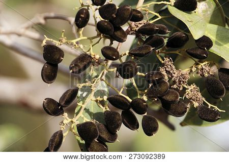 Fruits Of A Velvet Tamarind (dialium Guineense)