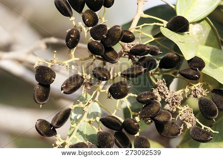 Fruits Of A Velvet Tamarind (dialium Guineense)