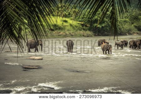 Group Of Elephants Swimming On River Amoung Lush Green Tropical Foliage In Wildlife Reserve