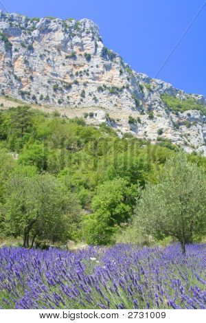 Provence lavanta