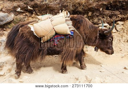 Brown Yak (bos Grunniens Or Bos Mutus) On The Way To Everest Base Camp - Nepal Himalayas Mountains