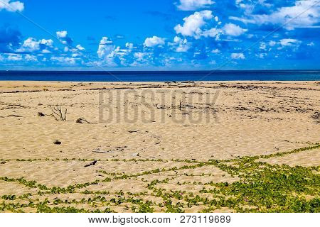 Sand With Creeper On The Seashore. Seychelles