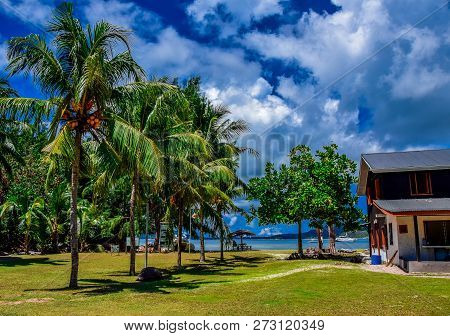 Row Of Palm Trees Near The Seashore
