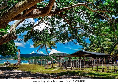 Branch Of  Acacia With Tropical Landscape On The Bacground