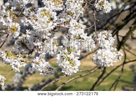 Full Bloom Cherry Blossoms In Japan