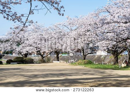 Full Bloom Cherry Blossoms In Takayama City, Japan