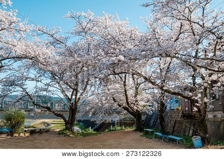 Full Bloom Cherry Blossoms In Takayama City, Japan