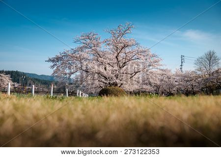 Full Bloom Cherry Blossoms In Japan
