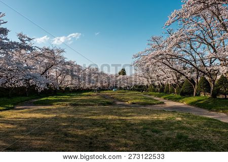 Full Bloom Cherry Blossoms In Takayama City, Japan
