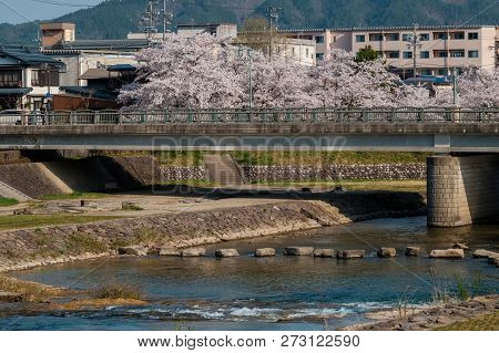 Full Bloom Cherry Blossoms In Takayama City, Japan