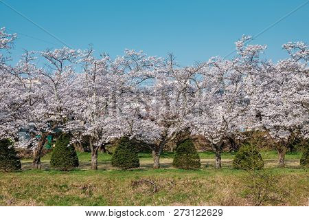 Full Bloom Cherry Blossoms In Japan
