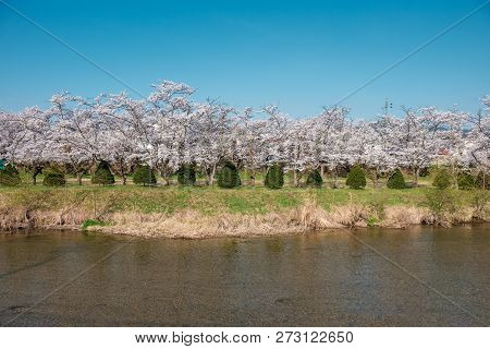 Full Bloom Cherry Blossoms In Japan