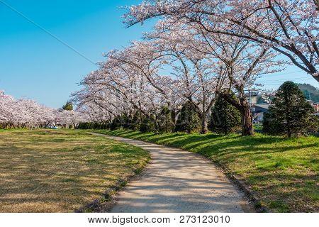 Full Bloom Cherry Blossoms In Takayama City, Japan