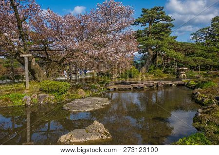 Full Bloom Cherry Blossom In Kenrokuen Garden, Kanazawa, Japan