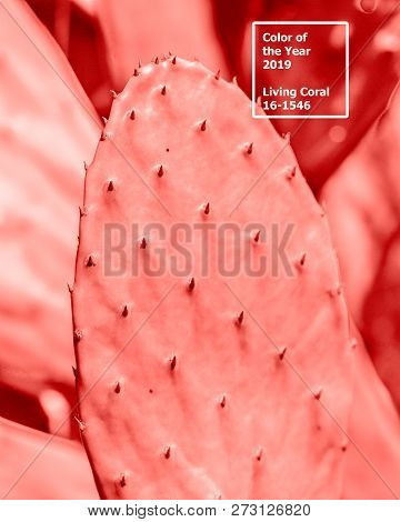 Living Coral 2019. Background With Cactus. Living Coral. Color Of The Year 2019.