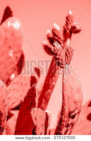 Living Coral 2019. Background With Cactus. Living Coral. Color Of The Year 2019.