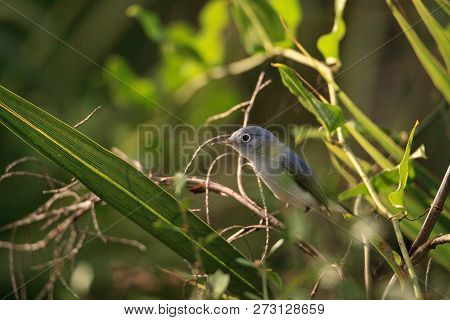 Blue Gray Gnatcatcher Polioptila Caerulea Perches In The Brush Of A Swamp In Naples, Florida