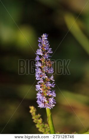 Honey Bee On The Purple Flowers Of Pickerel Weed Pontederia Cordata