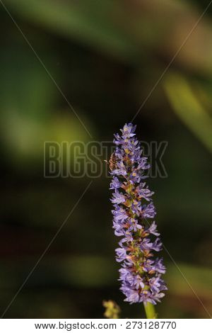 Honey Bee On The Purple Flowers Of Pickerel Weed Pontederia Cordata