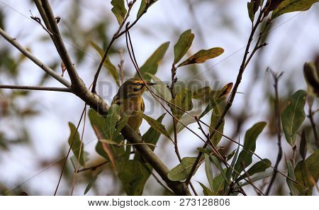Yellow Prairie Warbler Setophaga Discolor In A Tree
