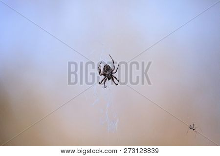 Spotted Orb-weaver Spider Neoscona Domiciliorum Weaves Its Web