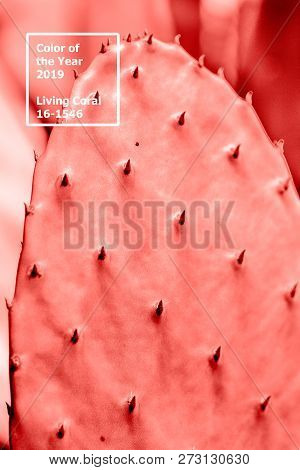 Living Coral 2019. Background With Cactus. Living Coral. Color Of The Year 2019.