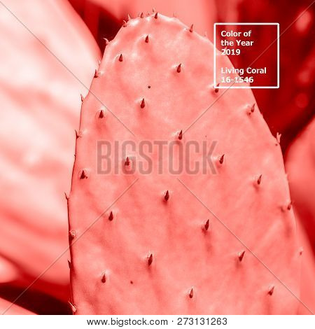 Living Coral 2019. Background With Cactus. Living Coral. Color Of The Year 2019.