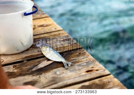 Fish bait for fishing tarpon in Florida. fishing activity on fisherman boat in Florida. Fun activity to feed tarpon fish. Travel tourism in Florida.