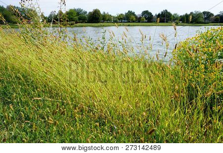 Yellow Foxtail (setaria Pumila), Also Known As Yellow Bristle-grass, Pigeon Grass, And Cattail Grass