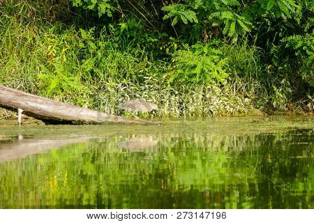 Photo Of Eurasian Bittern Great Bittern Wild Bird