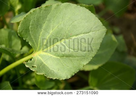 A  garden spinach plant , Bladder Dock, Rumex Vesicarius L, with pale green leaves also known as Tak Palang or Chuka palak sag, in India with blur background