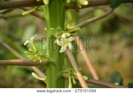 A Close Of A White And Yellow Color Papaya ( Carca Papaya ) Flower With Some Buds And Stem Of The Pl