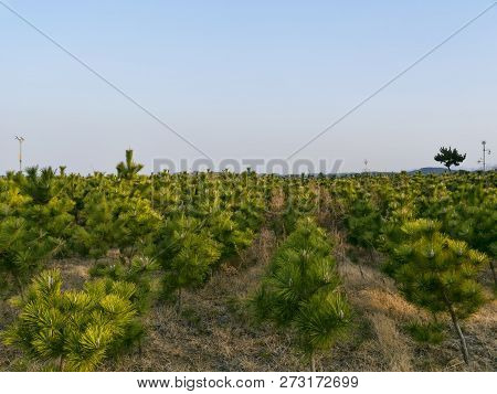 Young Pine Thicket In Yangyang City, South Korea