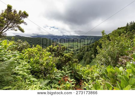 Beautiful Lush Plant Life Along A Hiking Road On The Island Of Sao Miguel In The Azores.
