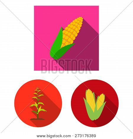 Vector Design Of Corn And Leaf Icon. Set Of Corn And Sweet Stock Symbol For Web.