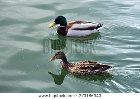 A Couple Of Wild Ducks Are Swimming In The Lake