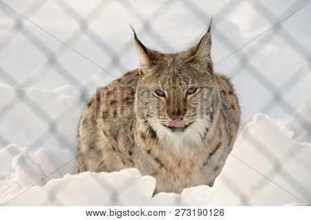 Eurasian Lynx In The Snow In Cold Winter Behind Cage In Bardu Polar Zoo In Troms County, Norway.