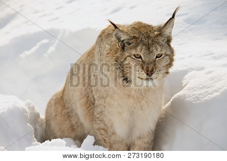 Eurasian Lynx In The Snow In Cold Winter In Troms County, Norway.