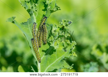 Caterpillars Of Big Cabbage White Eating Kale Leaf