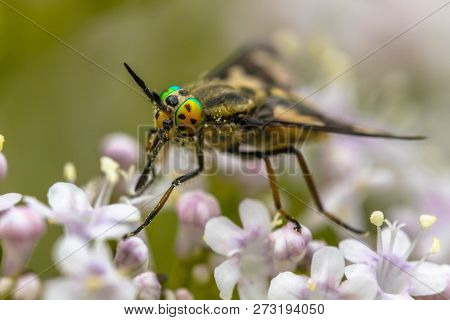 Twin-lobed Deerfly (chrysops Relictus) Close Up On Flower