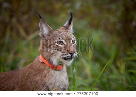 Abordable Eurasian Lynx, Portrait In Summer Field
