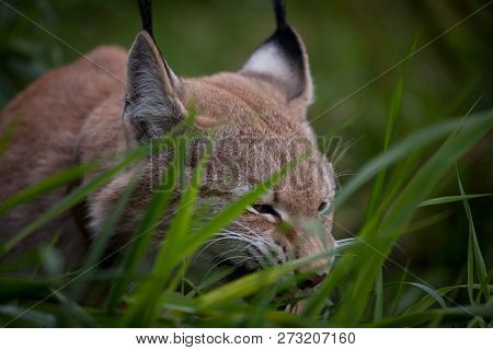 Abordable Eurasian Lynx Eating Grass On Summer Field